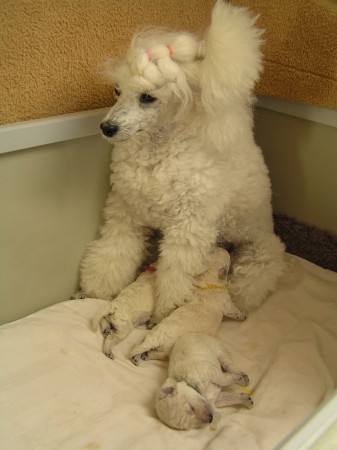 8. den Dorly se štěňátky